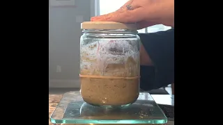 Easy No Discard Sourdough Starter