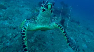 A surprise meeting with a sea turtle asking for help