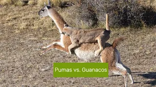Pumas vs. Guanacos: The Struggle for Survival #nature #wildlife #puma #animals