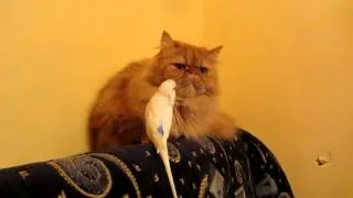 Попугай достает кота - Parrot gets a cat