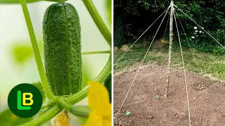 Growing cucumbers - for strong plants and large fruits, allow them to climb