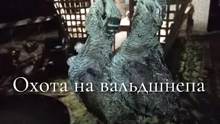 Охота на вальдшнепа. Хорошая тяга, много вальдшнепа.