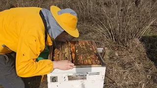 Первая весенняя ревизия пчелосемьи