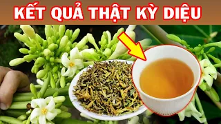 Lấy HOA ĐU ĐỦ ĐỰC Phơi Khô Nấu Nước Uống Đi GIẬT MÌNH Kết Quả Nhận Được