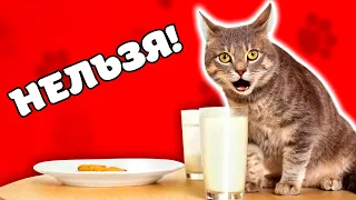 Почему кошкам нельзя давать молоко, чем это опасно?