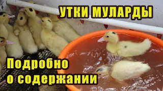 Утки - Муларды. Содержание. Весь цикл жизни.