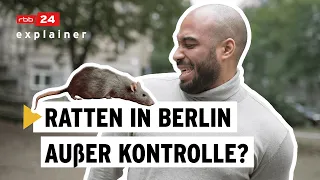Warum sich Ratten in Berlin so wohl fühlen