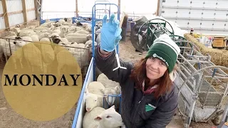 Five Days of Sheep Farming (MONDAY): Vlog 117