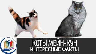 Коты мейн кун. Интересные факты о породе, происхождение, характер, правила ухода