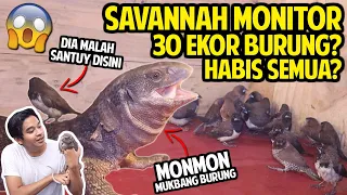 SAVANNAH MONITOR MONMON MUKBANG 30 EKOR BURUNG PIPIT?? | 30 SPARROWS VS SAVANNAH MONITOR