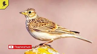 How does the field lark sing?