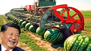 Chinese Engineers have Created an Advanced Level of Agriculture that has Amazed the World