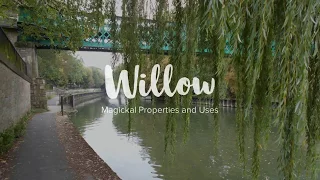 Magickal Properties of Willow