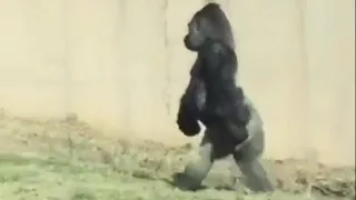 Hygiene-Conscious Gorilla Walks Around on 2 Legs to Keep His Hands Clean