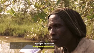 MANGROVE DOCUMENTARY IN ENGLISH