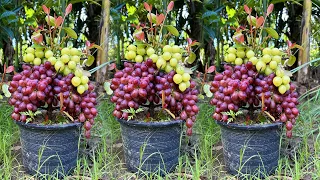 How to propagate grapes trees with aloe vera to get the most fruit | Grafting grapes Tree