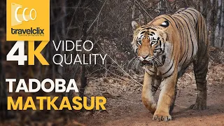 Matkasur Tiger - Tadoba National Park | Tadoba Andhari Tiger Reserve | मटकासुर