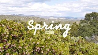 A Walk in Spring || Relaxing Sounds of Nature || ASMR with Music