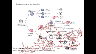 HEMATOPOIESE - MUITO FÁCIL!