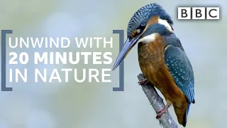 Unwind with 20 minutes in nature | Springwatch - BBC