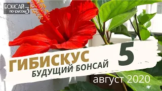 Гибискус будущий бонсай. Часть 5 | Август 2020