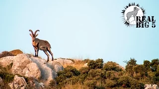 Sierra Nevada Ibex Hunt