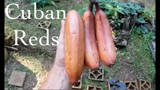 More Hawaiian bananas and Garden walk