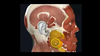 EASY ANATOMY OF PAROTID GLAND - Location, Shape, Presenting parts, Relations & Neuro vascular supply