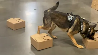 Detection Dog Training To Keep Drugs Off Streets