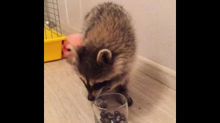 Енот ест виноград / Raccoon eats grapes