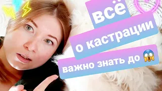 Кастрация котов/кошек, что нужно знать до? Плюсы/минусы. Жизнь с мейн-кунами.