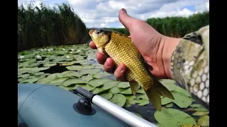 Карась с лодки в кувшинках р.Днепр Запорожье