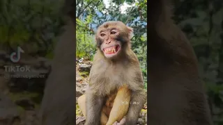 #Angry Monkey #shorts #monkey entertainment #youtube shorts video.