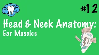 Head & Neck Anatomy | Ear Muscles | INBDE