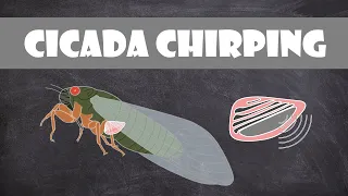 How do cicadas make noise? | Entomology