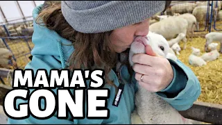 Our foster mama didn't make it.💔 | Vlogmas 2022 | Vlog 652
