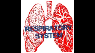 Anatomy of the respiratory system