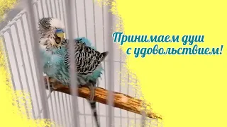 Попугай купается / Счастливый Кеша