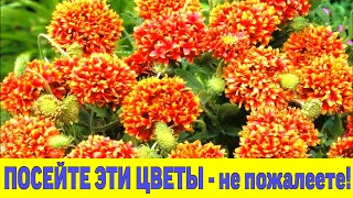 Посейте эти цветы - не пожалеете!/Sow these flowers!