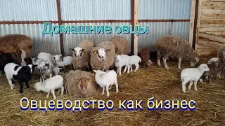 Домашнее овцеводство|Окот овец|Бизнес в деревне