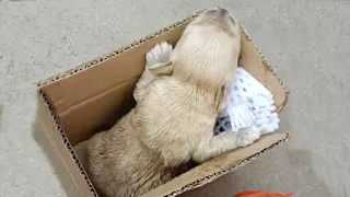 Left in the trash, the 1-week-old puppy cried loudly for his mother because he was hungry