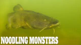 Noodling Catfish [HUGE]: How to Noodle Catfish: Noodling Giant Catfish Underwater Footage | SFSC