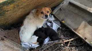 She cried, hugged the hungry puppies tightly, and begged everyone to save them