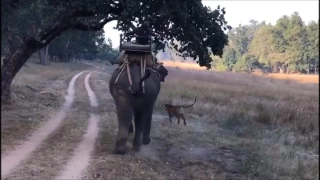 Tiger Attacking Elephant At Bandhavgarh National Park