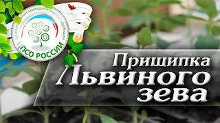 Прищипка Львиного зева. Как получить пышные растения львиного зева.