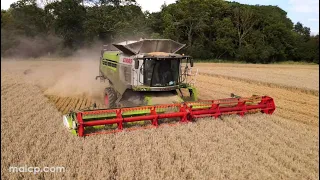 4Kᵁᴴᴰ Harvest 2023: PLL's Claas Lexion 770TT cutting wheat in Kelsale, Suffolk.
