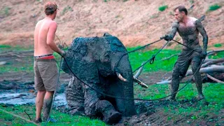 When a Human Saves a Drowning Baby Elephant, the Herd Does Something Unexpected