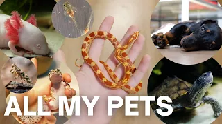 Tutti i miei animali - PETS ESOTICI  - Rettili TartaGuida
