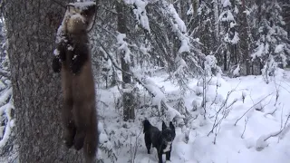 НА ИЗБУ С НОЧЕВКОЙ / Охота на куницу капканами / Куница / Бобр