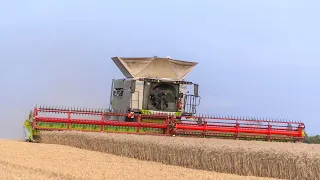 Claas Lexion 8900 MY2023 & Convio 1380 | Un chantier de moisson impressionnant 😱🚜